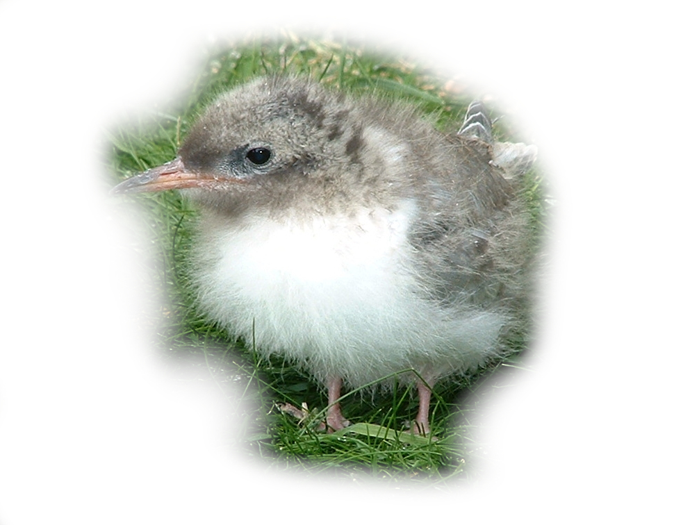 chick