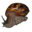 snail
